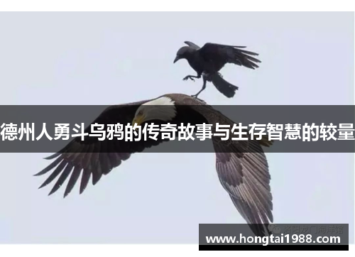 德州人勇斗乌鸦的传奇故事与生存智慧的较量